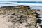 Rocky Reef Covered By Barnacles and Algae at Swami`s Beach