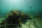 Rocky reef with seaweeds and fish