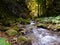 Rocky river in forest