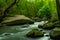 Rocky river in a green forest