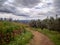 Rocky road in the olive yards with poppies in the field and a cloudy sky