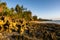 Rocky and sandy empty deserted beach with tropical plants and palm trees during golden hour, Pemba Island, Tanzania