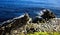 Rocky Seashore in Caithness, Scotland, U.K.