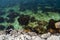 Rocky seashore top view. Corals under clear water. A warm sunny day by the ocean