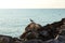 A rocky shore of a ocean and a single gull sitting on a big stone