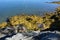 Rocky Shore with Seaweed Along the Coast of Maine