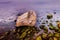 Rocky Shoreline With Moss and Foam
