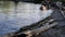 The rocky shoreline of the Vancouver downtown skyline