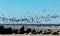 Rocky silhouettes in the foreground and flying bird silhouettes in the background