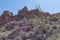 Rocky southern California desert landscape with ocotillo cactus tree in foreground