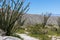 Rocky southern California desert landscape w ocotillo cactus tree in foreground