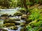 Rocky stream and mossy banks in a forest