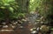 Rocky stream through rainforest and palm trees