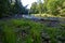 rocky stream of river deep in forest in summer green weather with sandstone cliffs and old dry wood trunks. Amata river in Latvia