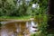 rocky stream of river deep in forest in summer green weather with sandstone cliffs and old dry wood trunks. Amata river in Latvia