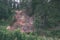 rocky stream of river deep in forest in summer green weather with sandstone cliffs and old dry wood trunks. Amata river in Latvia