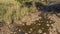 A rocky streambed in the jungle. In shallow water, a tiny baby crocodile is visible