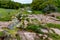 A Rocky Texas Creek with WIldflowers.