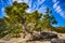 Rocky Top Pine Trees Above Lake Tahoe