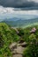 Rocky Trail Through Catawba Rhododendron