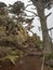 Rocky trail through cypress forest