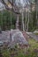 Rocky trail in the mountains