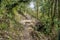 Rocky trekking pathway in the wood at Mardi Himal trek