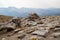 The rocky tundra along Alpine Ridge Trail in Rocky Mountain National Park