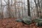 Rocky Woodland Landscape in Fog