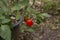 The Rocoto Red is the famous Black Seed Pepper of the Andes.