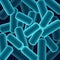 Rod-shaped bacilli bacteria