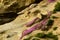 Rodando Creeper Flows down the La Jolla Cliffs
