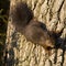 Rode eekhoorn, Red Squirrel, Sciurus vulgaris