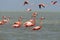 Rode Flamingo, American Flamingo, Phoenicopterus ruber