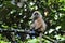 Rode Langoer, Red Leaf Monkey, Presbytis rubicunda