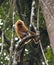 Rode Langoer, Red Leaf Monkey, Presbytis rubicunda