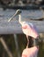 Rode Lepelaar, Roseate Spoonbill, Ajaia ajaja