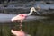 Rode Lepelaar, Roseate Spoonbill, Ajaia ajaja