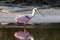 Rode Lepelaar, Roseate Spoonbill, Ajaia ajaja