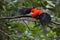 Rode Rotshaan, Andean Cock-of-the-rock, Rupicola peruvianus