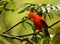 Rode Rotshaan, Andean Cock-of-the-rock, Rupicola peruvianus