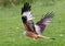 Rode Wouw, Red Kite, Milvus milvus