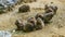 Rodent animal family portrait of a group cute little prairie dogs nibbling on some food and standing in the sand