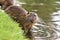 Rodent called `Myocastor Coypus`, commonly known as `Nutria` eating leaf with yellow teeth next to river.