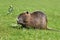 Rodent called `Myocastor Coypus`, commonly known as `Nutria` eating a plant branch.