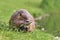 Rodent called `Myocastor Coypus`, commonly known as `Nutria` eating a plant branch with large yellow teeth.