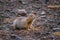 Rodent, Evrazhka on Kamchatka. American long tail gopher, sunny day