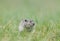 Rodent species seen near Tsokar lake,Ladakh,India