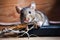 Rodent Trouble: Gray Mouse Chewing on Electrical Wires - Generative AI