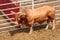 Rodeo bull in a pen waiting to perform in a rodeo. Wyoming, USA